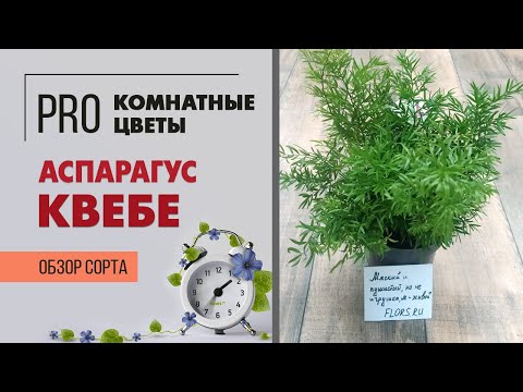 Аспарагус Квебе - пушистое комнатное растение | Как правильно ухаживать за аспарагусом