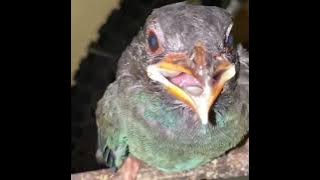 burung Tengkek Buto gacor tembakan rapat istimewa #Tengkek_buto