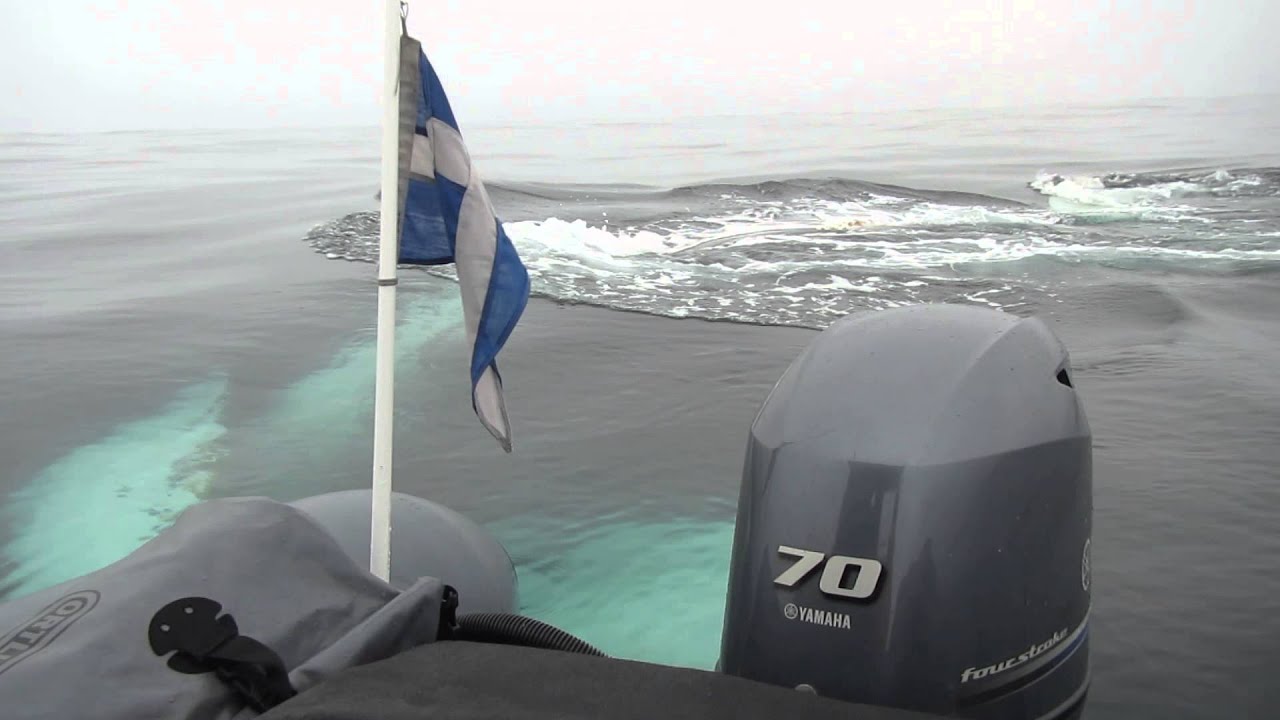 ปลาวาฬ Whale bumps boat, close encounter in small inflatable
