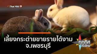 เลี้ยงกระต่ายขายรายได้งาม จ.เพชรบุรี : อาชีพทั่วไทย