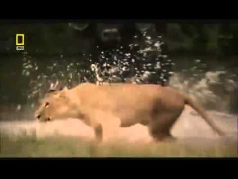 animal-attack-elephant-vs-male-lions-fight-top-ten10@attack