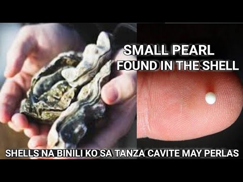 PERLAS Nakuha ko sa Loob ng Shell - Natural Na Yaman Nabili sa Tanza Cavite || Philippine Pearl