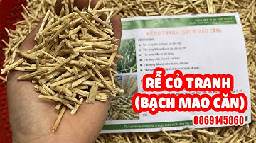 Rễ cỏ tranh (Bạch mao căn)  Thanh nhiệt, giải độc, mát gan, lợi tiểu. Địa chỉ bán rễ cỏ tranh uy tín