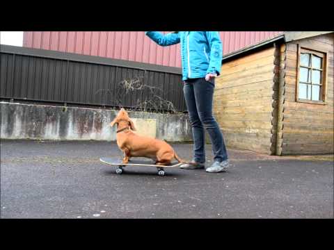apprendre à son chien à faire du skateboard