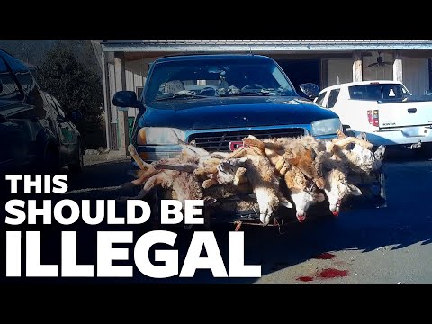 Undercover: Wildlife Killing Contests