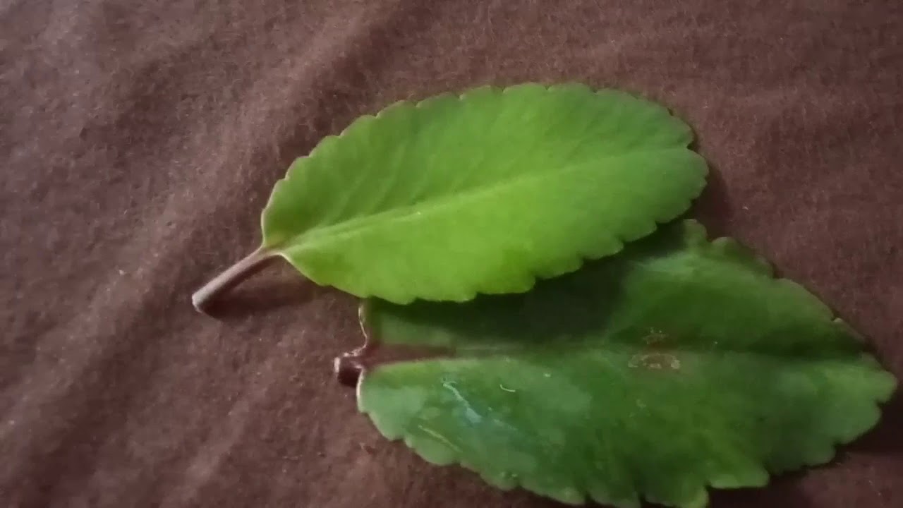 Ranapala Plant Uses In Telugu Ratnapala aku/kidney stones / remedy - YouTube