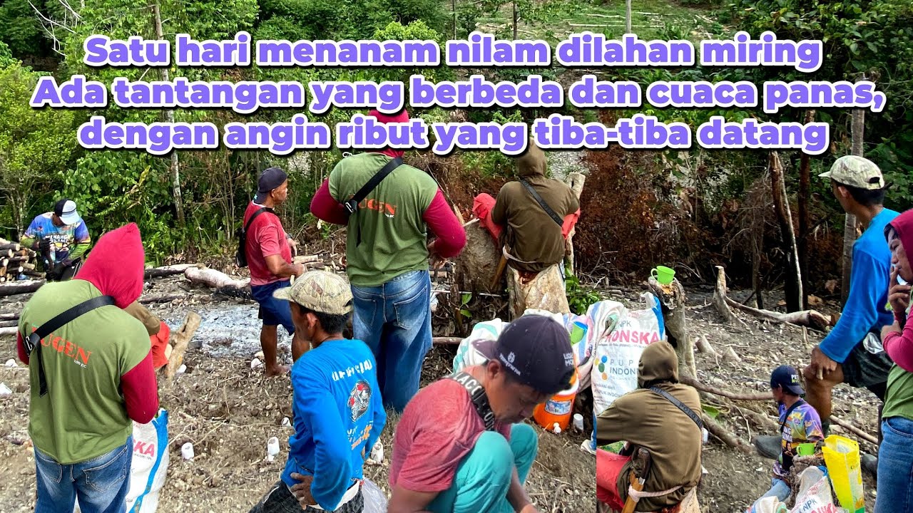 Satu hari menanam nilam dilahan miring, tiba-tiba datang angin ribut. #mustaripkcc #alam #petani 