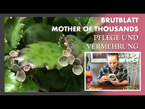 Video: Mutter von Tausenden Pflanzeninfo - Wie man Kalanchoe Daigremontiana anbaut