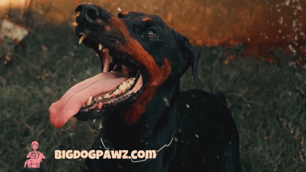 The Truth About Dobermans in 150 Seconds. 
