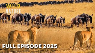 Incredible Animals (Full Episode) | Savage Kingdom | Wildlife Documentary