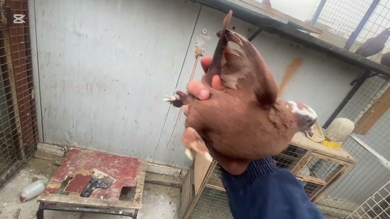 عدنه صيد3ومطيار وآخر احداث السطح 