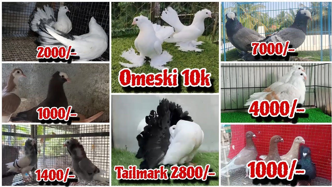Saste Rate Me Fancy Pigeon,Faintal,lakkha,Siraji, Mukkhi,Pouter,and Hungerian kabutar New stock