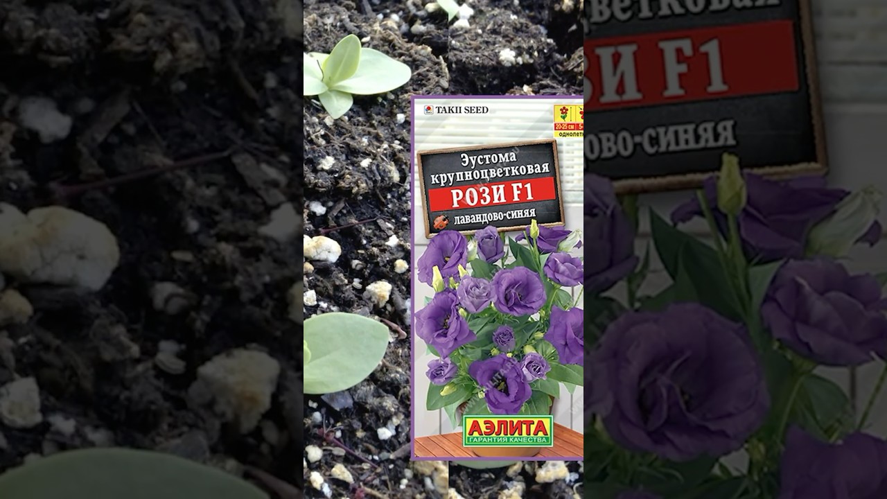 ЧТО СЕЯТЬ В ФЕВРАЛЕ? Полный фильм смотрите на канале! 