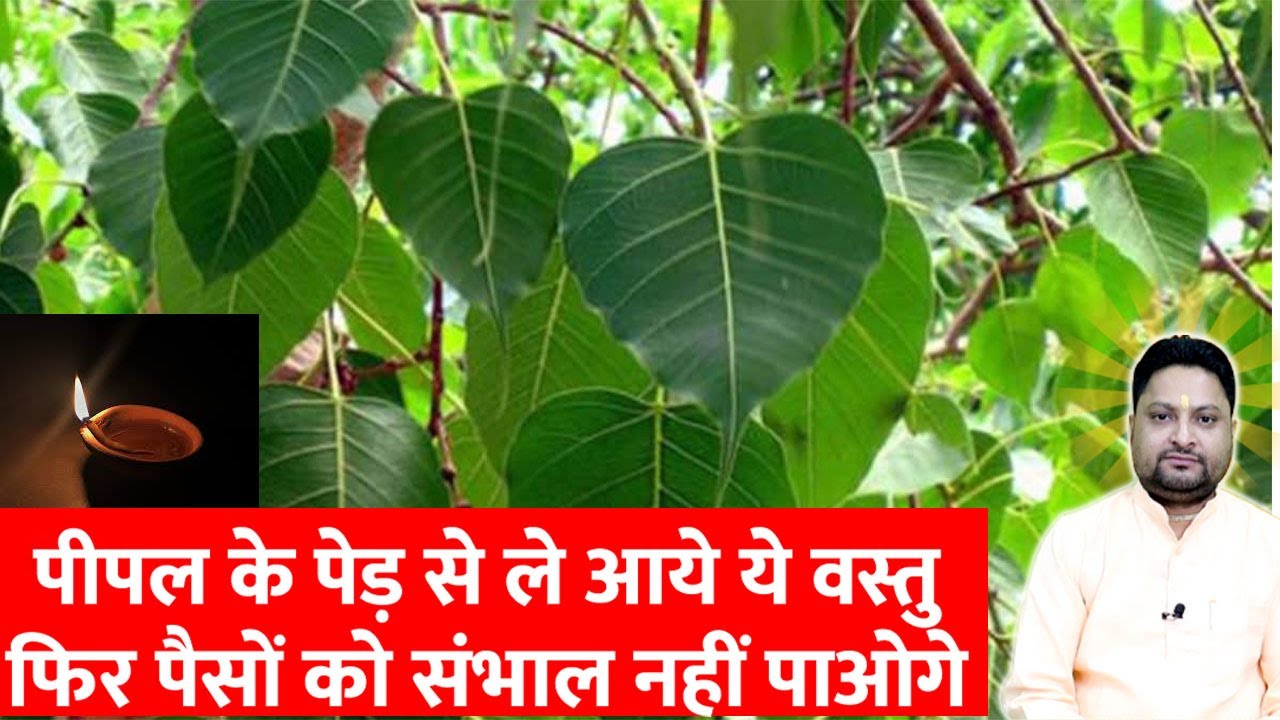 आर्थिक तंगी दूर करता है पीपल का ये बिलकुल सरल सा उपाय