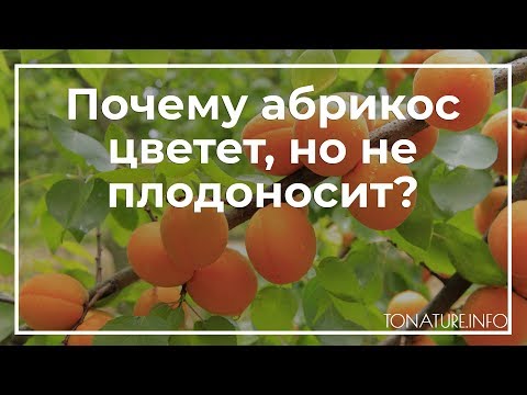 Почему абрикос цветет, но не плодоносит? | toNature.Info