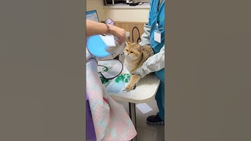 The cat that wants to escape from the hospital 🤣🤣#funny #cat #funnycat #cutecat #tiktok #catsofti