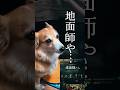 猫にハウスを乗っ取られたコーギー #柴犬スティーブ