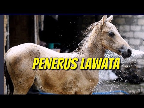 Video: Breed Kuda Abtenauer Hypoallergenic, Kesehatan Dan Umur
