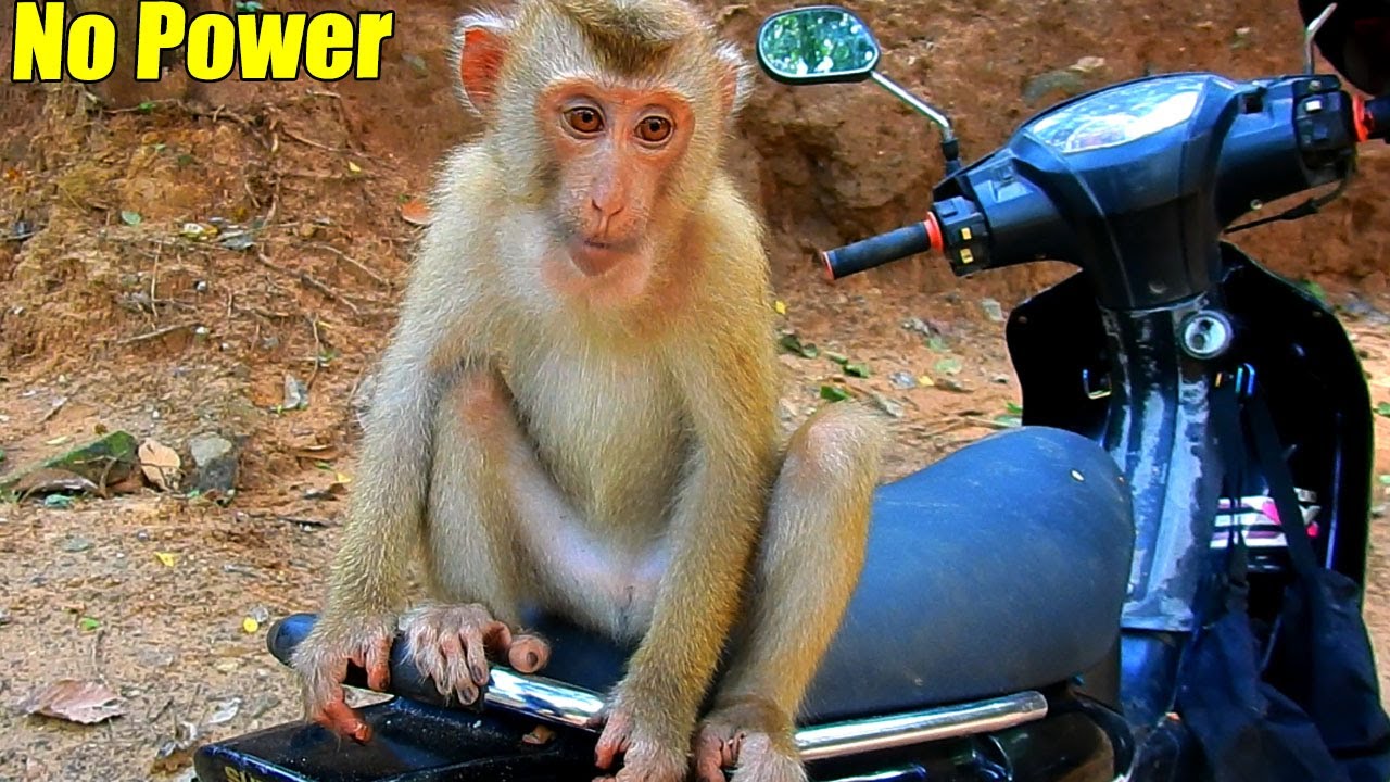 New Update! Sovanna Monkey Has Lost  Her P-ower In Ruling Her Family Since TOM Has Arrived.