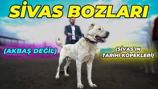 "Babakara'dan Sonra Yeni Efsanem: SİVAS BOZLARI" - İsmail Özbek AB Kangal Çiftliği (4.Bölüm)
