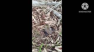 super!! jitu! Sharp Inova bullpup 55 cm alur 6