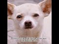 A $50,000 Dress Dog Gets Thrown Into A Dog Fight | Beverly Hills Chihuahua (2008) Recap#movie