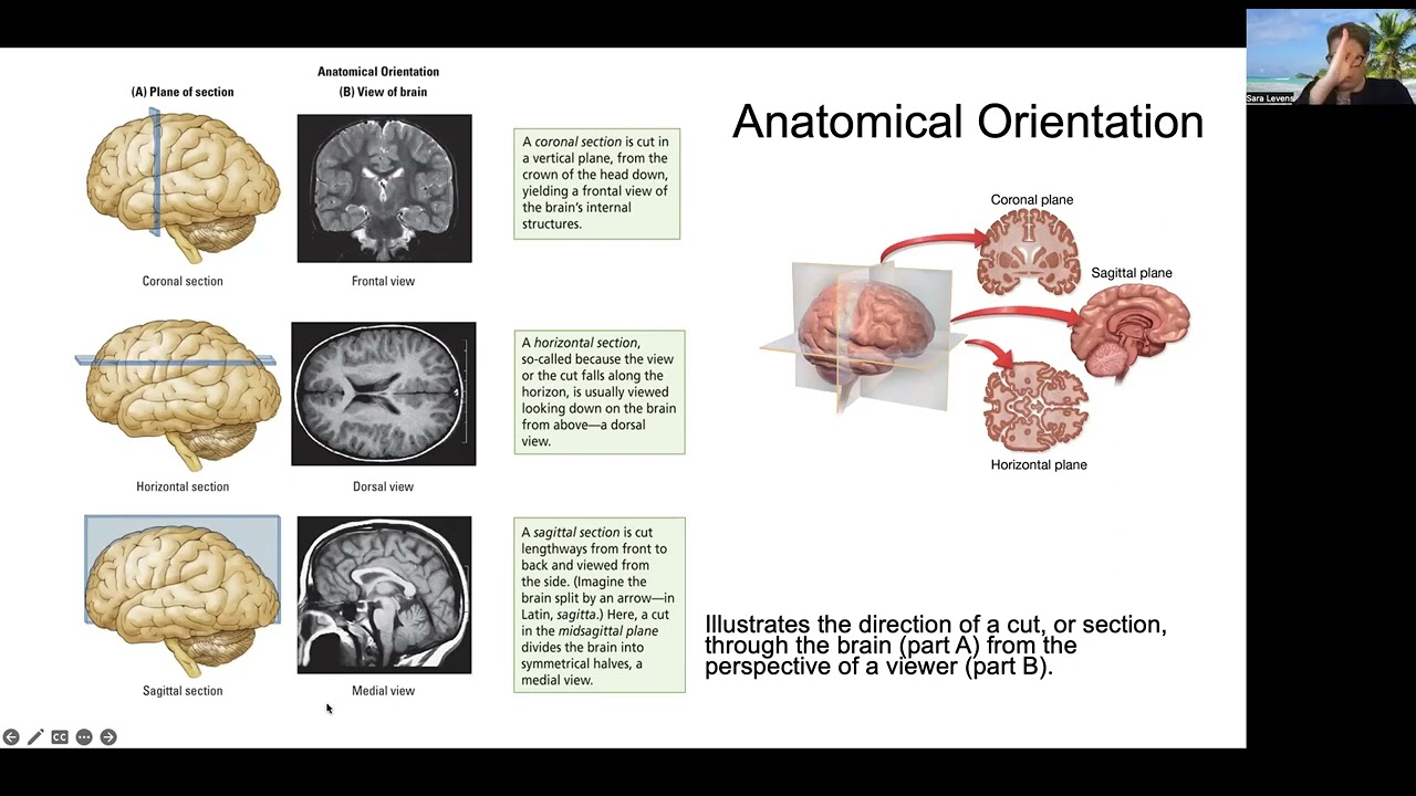 Chapter 2 anatomical orientation and directional terms