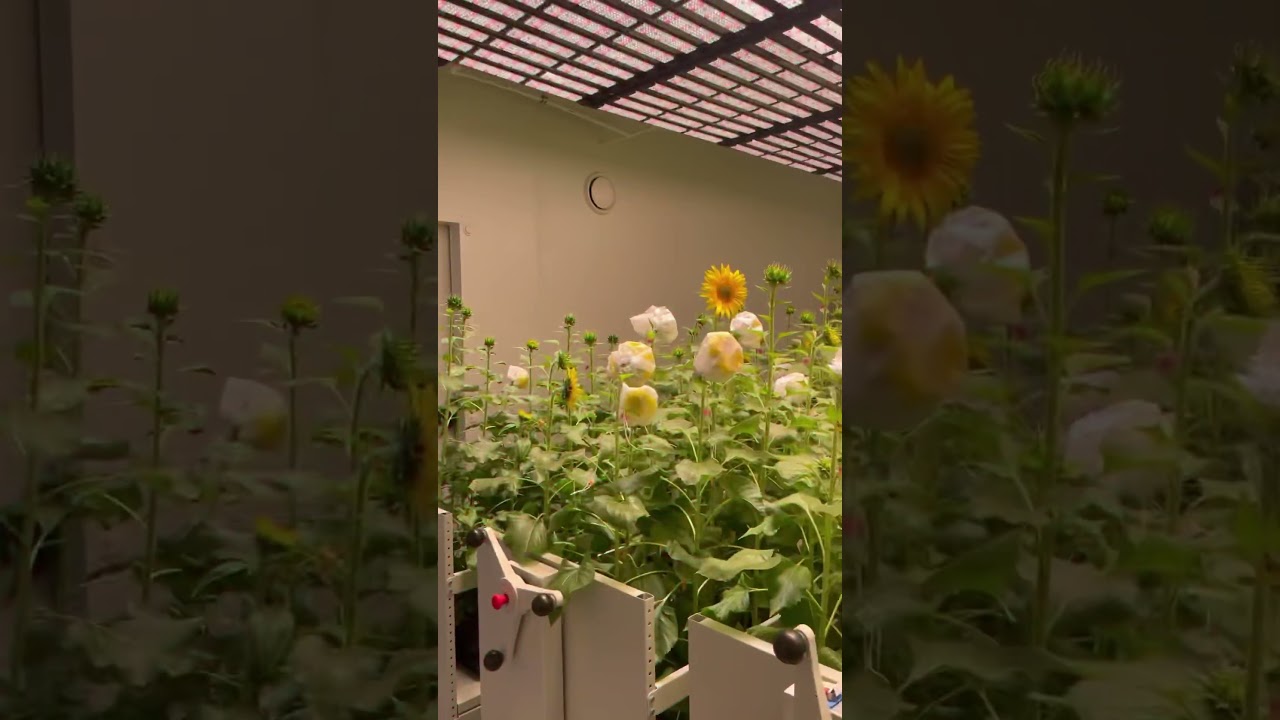 Лаборатория искусственного климата 