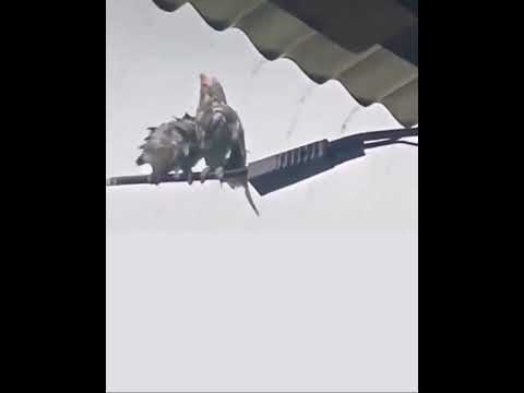 Https X Com I Status 2011540788757274815 Birds 