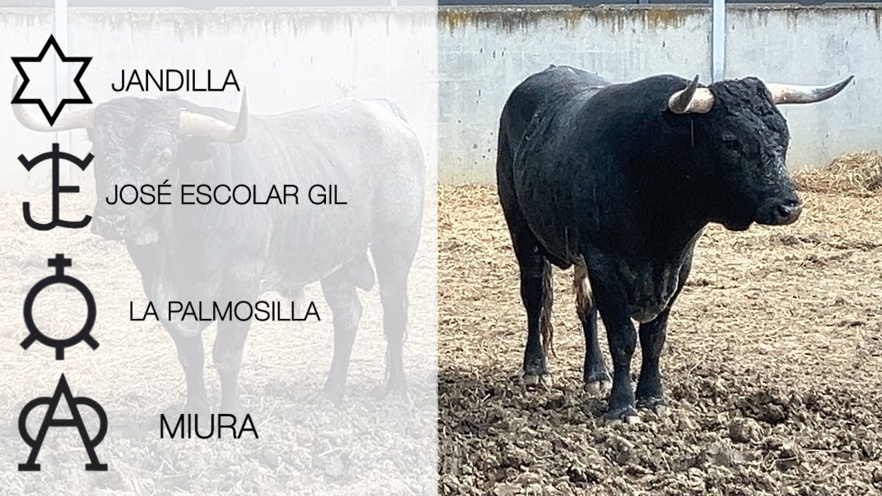 SAN FERMÍN 2025 | GANADERÍAS EN LOS CORRALES DEL GAS (PARTE 2) 