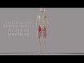 The glutes series part 3 gluteus maximus tensor fascia latae and it band 3d animation