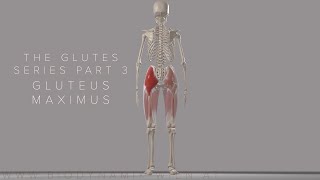 The Glutes Series Part 3: Gluteus Maximus (Tensor Fascia Latae and it Band) (3D Animation)