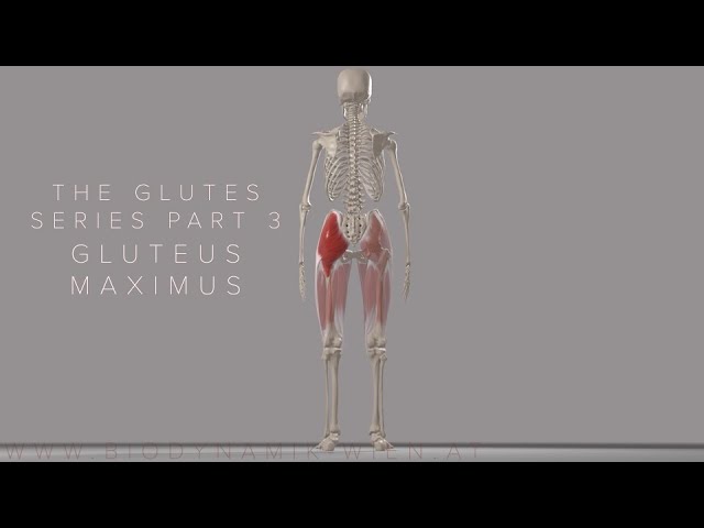 The Glutes Series Part 3: Gluteus Maximus (Tensor Fascia Latae and it Band)  (3D Animation) 