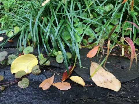 Schoenberg Chamber Symphony No. 2, Op. 38 ( p. boulez ) - YouTube