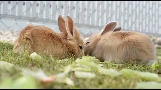 Funny Baby Bunny Rabbit and Cute Rabbits