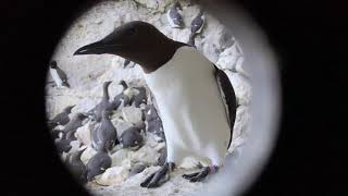 Seabird Observations In The Baltic Sea