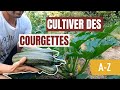 Tuto jardin - Comment cultiver des courgettes (A-Z)