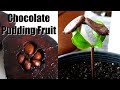 How to Grow Chocolate Pudding Fruit from Seed - Black Sapote