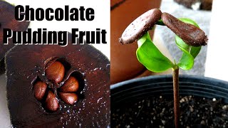 How to Grow Chocolate Pudding Fruit from Seed  Black Sapote