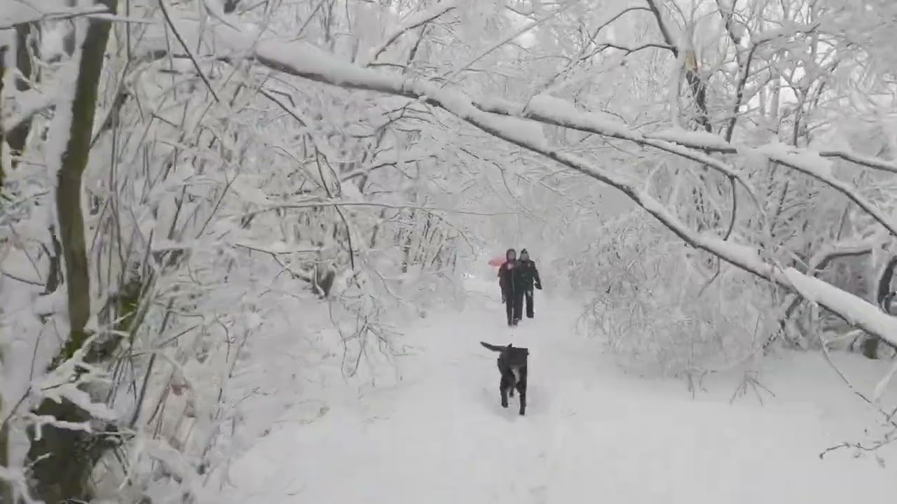 A short snowy run on the Pennine trail. Complete with fallen trees.