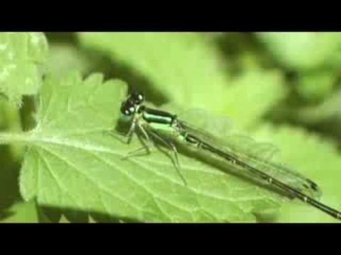 Male Eastern forktail Damselfly
