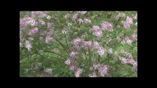 Lilac walk at Arnold Arboretum