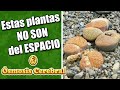 4 plantas extrañas que parecen DEL ESPACIO, pero no lo son - datos curiosos de plantas