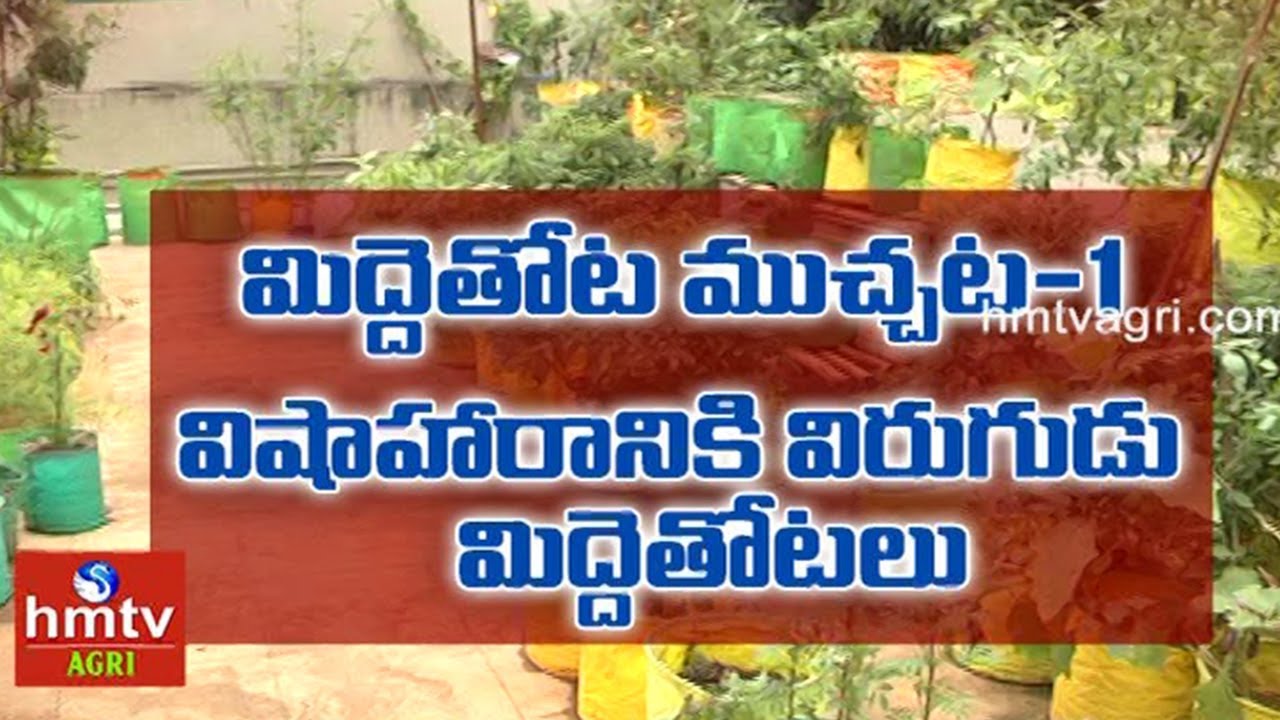మిద్దెతోట ముచ్చట్లు | Ragothama Reddy Suggestions | hmtv Agri మిద్దెతోట ముచ్చట్లు | Ragothama Reddy Suggestions | hmtv Agri