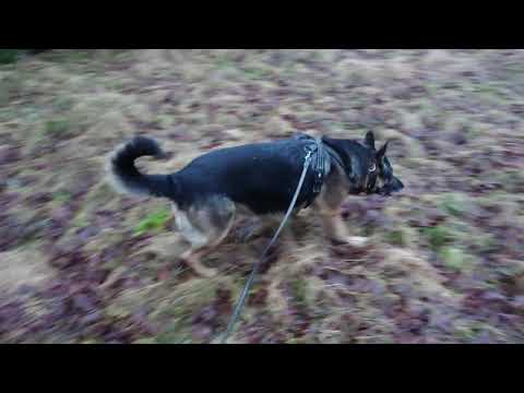 Video: Återgå Till Naturen