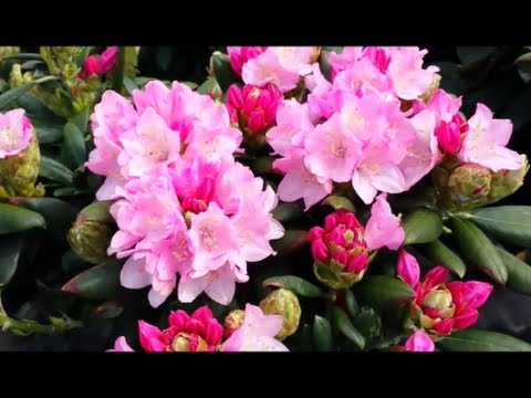Video: Pretty Pink Rhododendron Varieties - Pagpili ng Pink Rhododendron