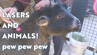 Lasers and Animals at Oakland Zoo