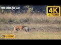Tiger  hunting boar  free stock footage  free download