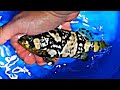 Bumblebee GROUPER Goes into the 5,000 gallon SALTWATER TANK