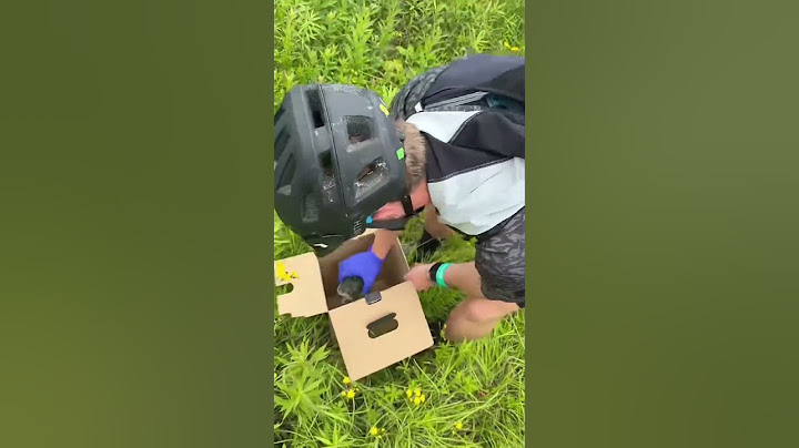 Goodbye Snapper! Turtle returns to the wetlands #snappingturtle #turtlerelease #wetlands